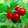 Hochwertiges Bearberry Extrakt Alpha Arbutin Pulver CAS NO. 84380-01-8